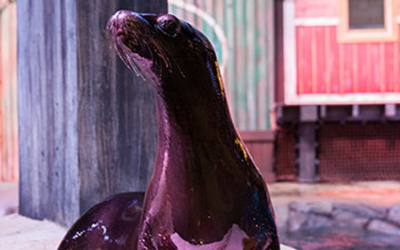GEORGIA AQUARIUM SEA LIONS PULL KIDS INTO LEARNING